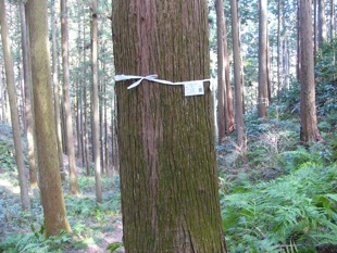樹木管理